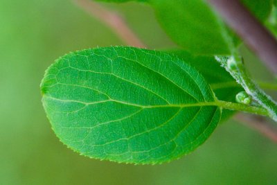 Actinidia arguta 'Issaii' -  aktinídie význačná,  kiwi - list